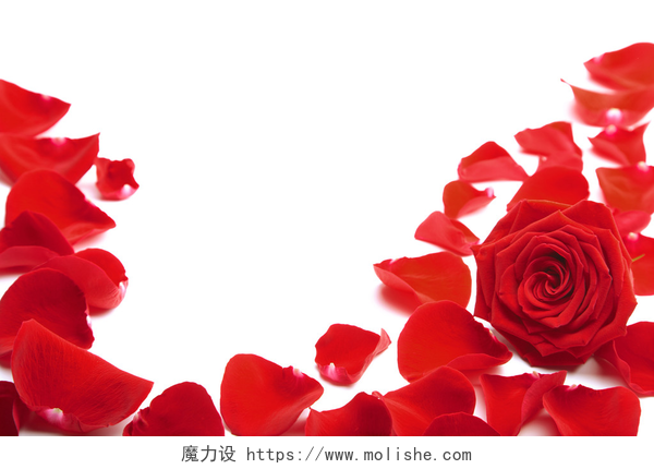 白色背景玫瑰花瓣和玫瑰花朵红色的玫瑰花瓣孤立